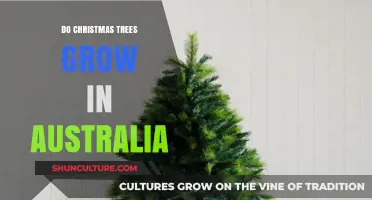 Christmas Trees in Australia: Can They Grow?