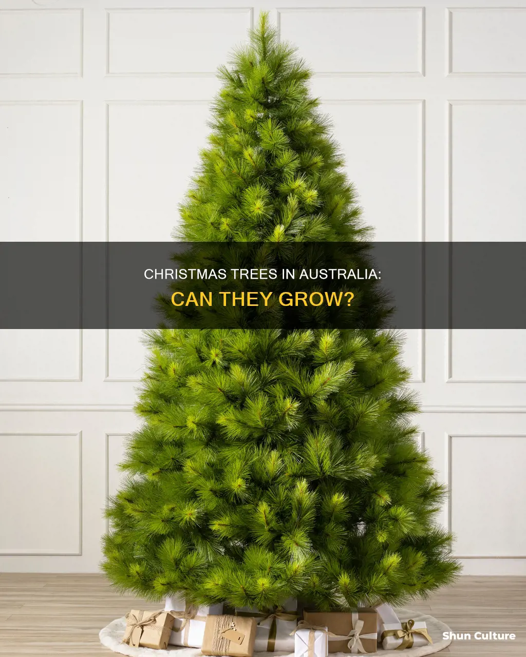 do christmas trees grow in australia