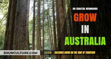 Where Do Coastal Redwoods Grow? Not Australia