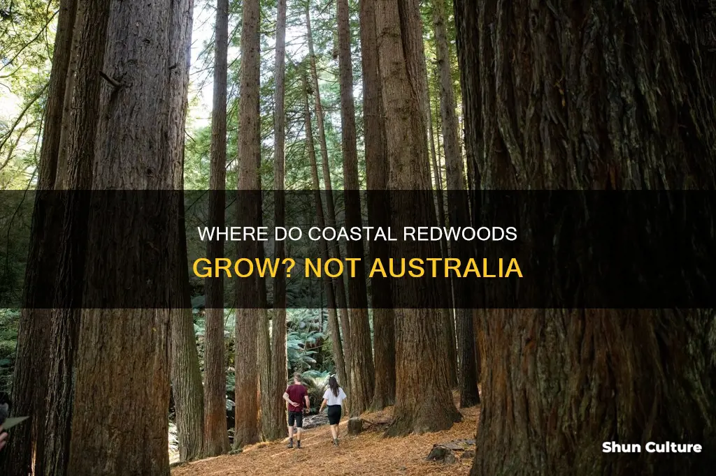 do coastal redwoods grow in australia