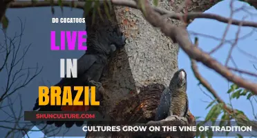 Do Cockatoos Live in Brazil? Exploring Their Natural Habitat