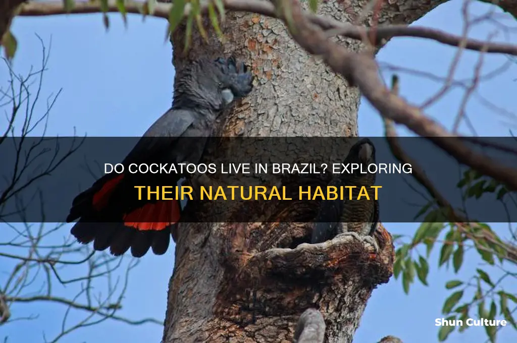 do cocatoos live in brazil