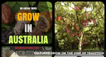 Cocoa Trees in Australia: Possibility or Fantasy?