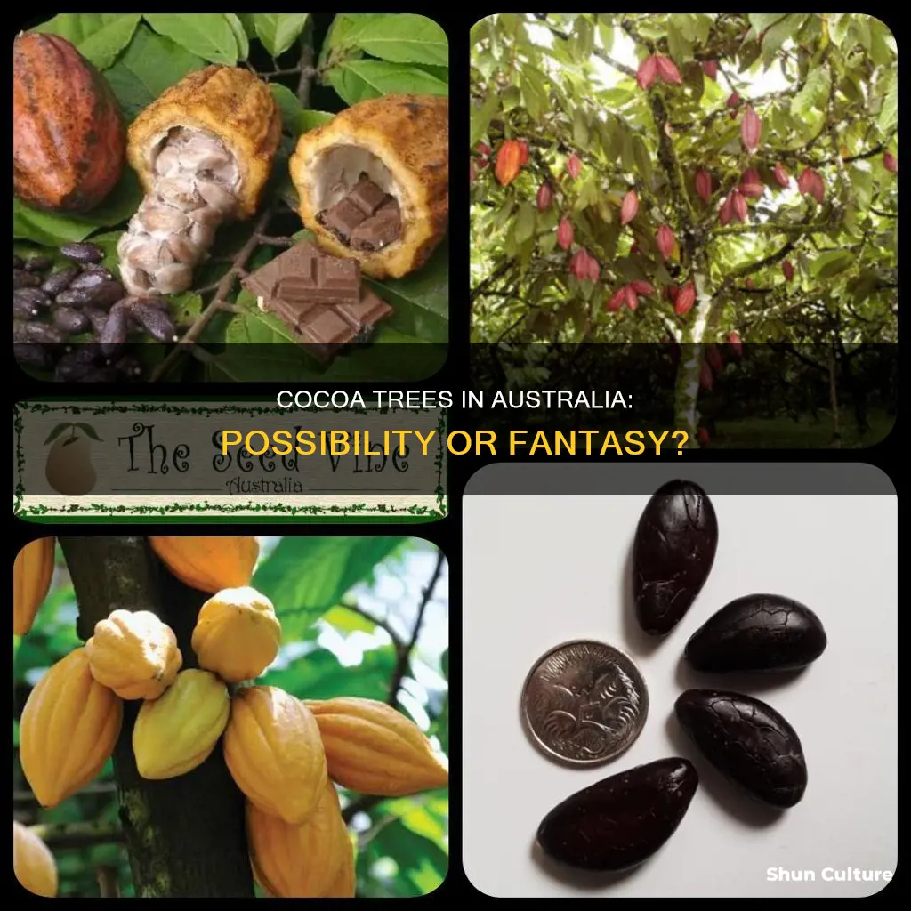 do cocoa trees grow in australia