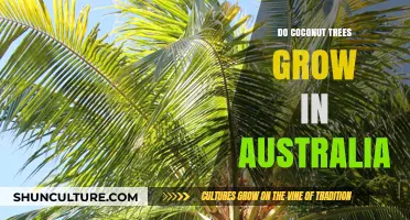 Coconut Trees in Australia: Can They Grow?