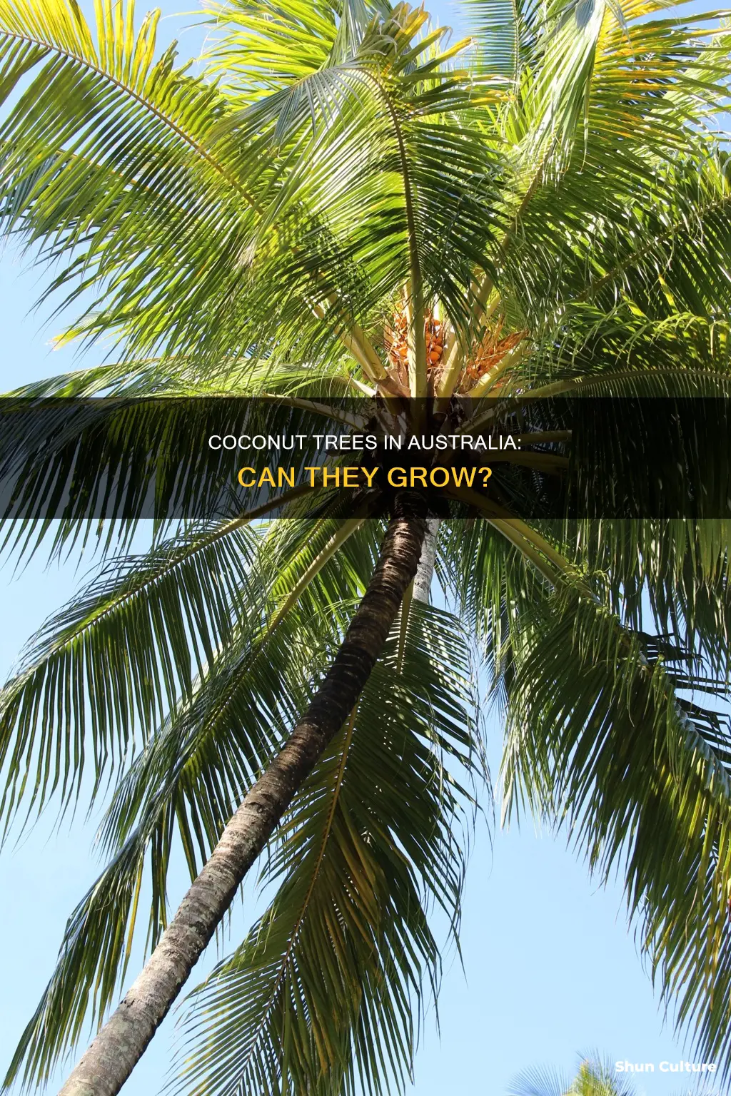 do coconut trees grow in australia