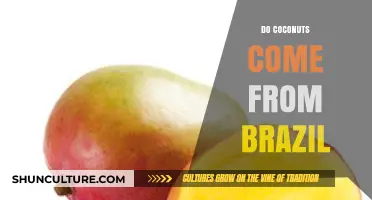 Coconuts and Brazil: Unraveling the Tropical Fruit's Origin Story