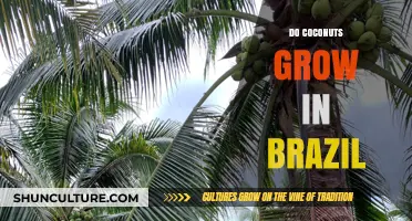 Exploring Brazil's Tropical Bounty: Do Coconuts Thrive in Its Climate?