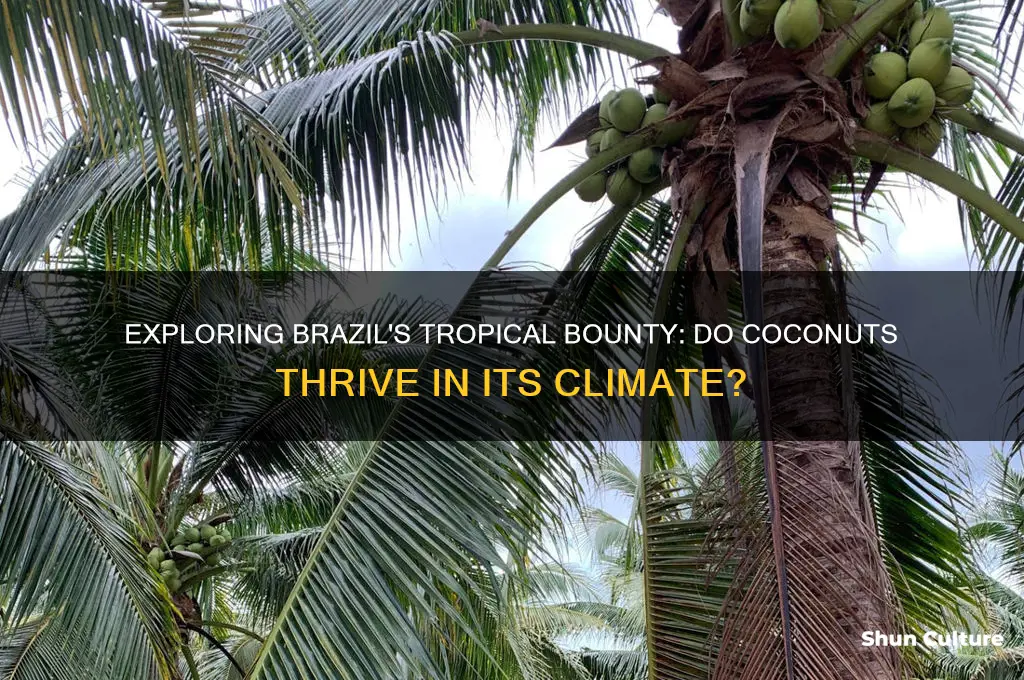 do coconuts grow in brazil
