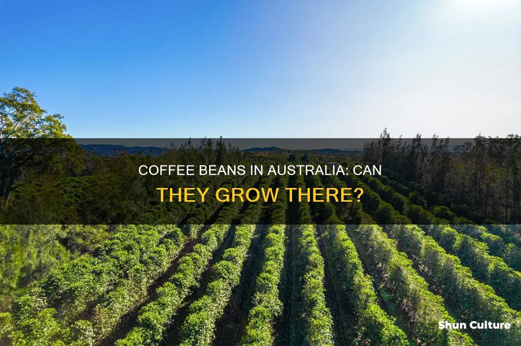 do coffee beans grow in australia