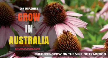 Coneflowers in Australia: Can They Grow?