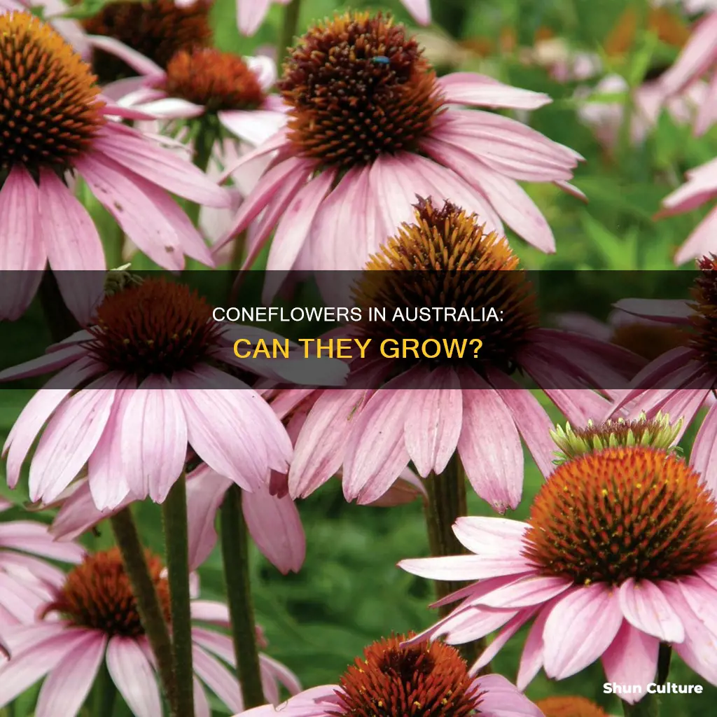 do coneflowers grow in australia