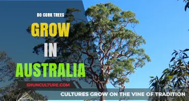 Australia's Cork Trees: A Natural Wonder Down Under