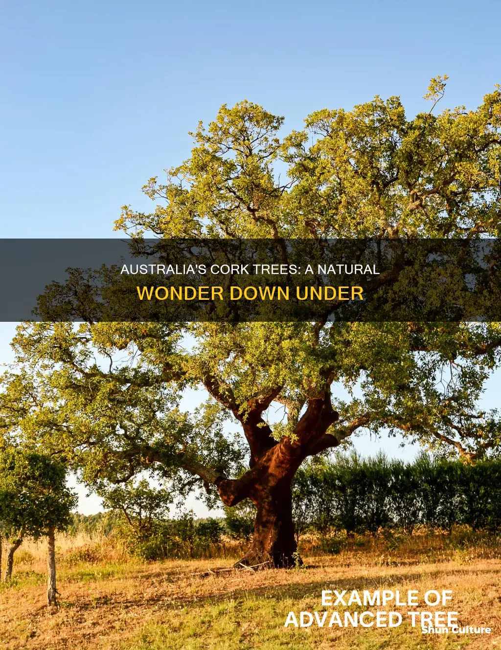 do cork trees grow in australia
