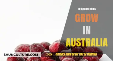Cranberries in Australia: A Growing Possibility