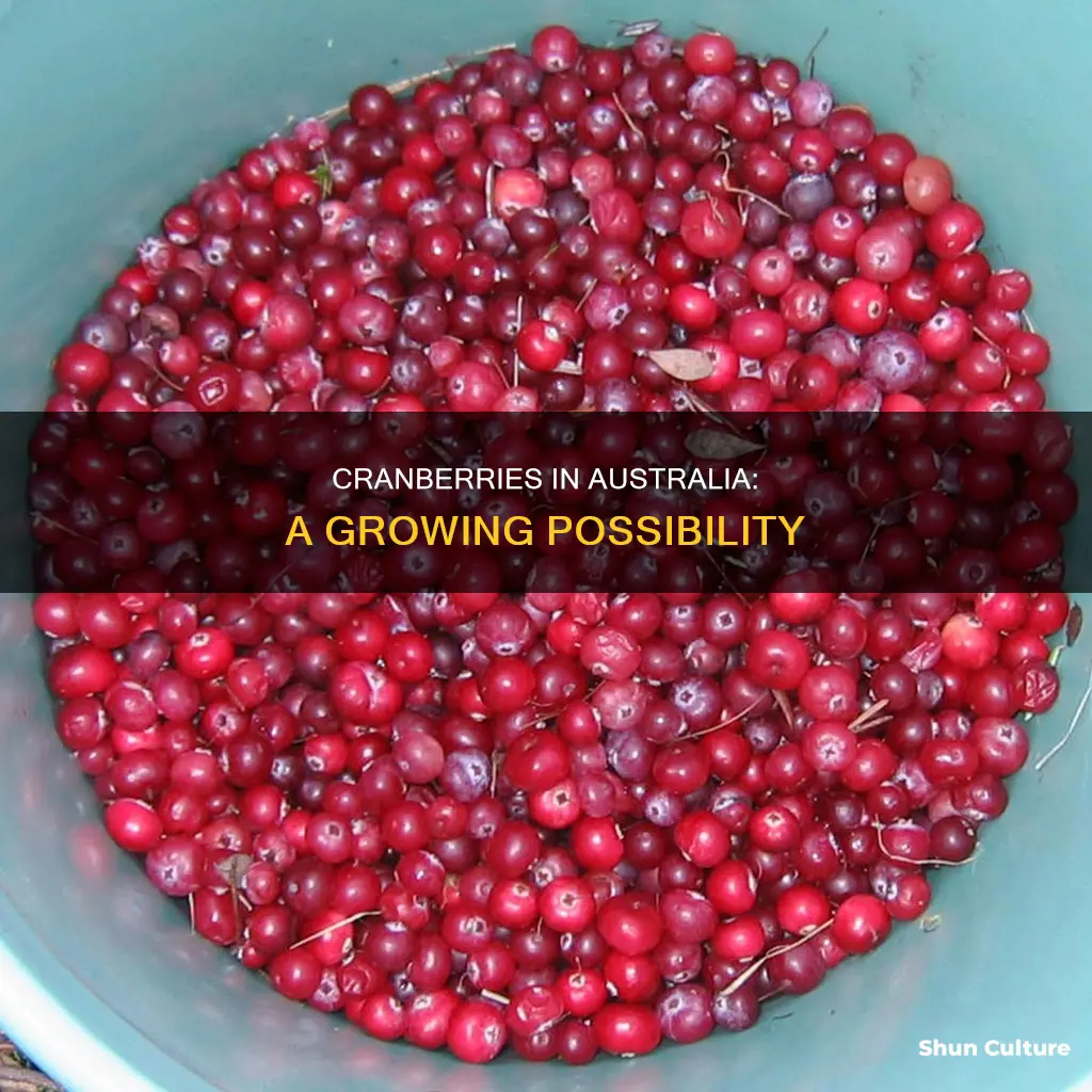 do cranberries grow in australia