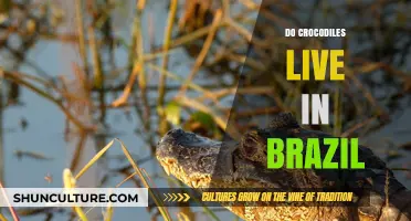 Exploring Brazil's Wetlands: Do Crocodiles Thrive in Its Ecosystems?