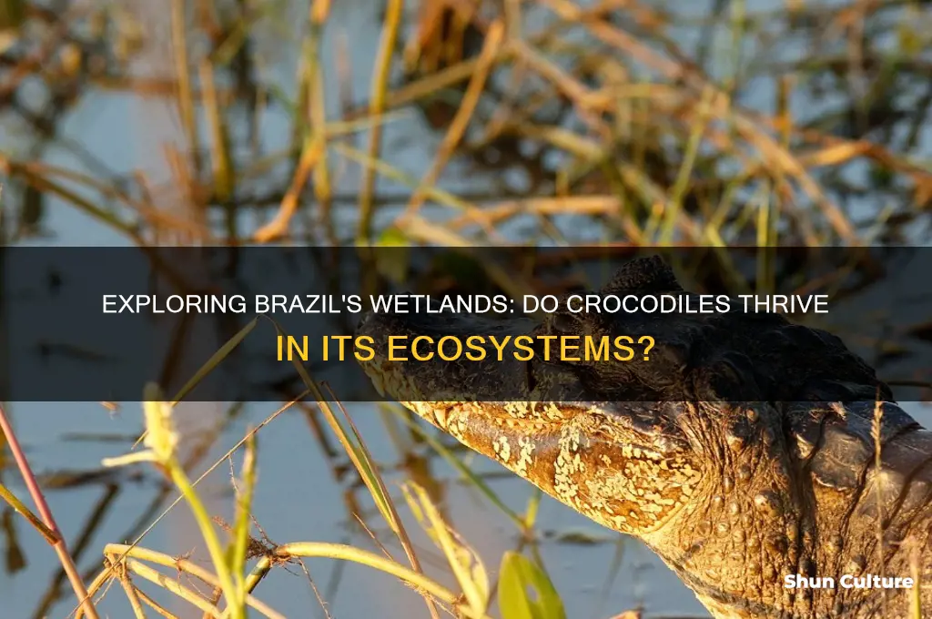 do crocodiles live in brazil