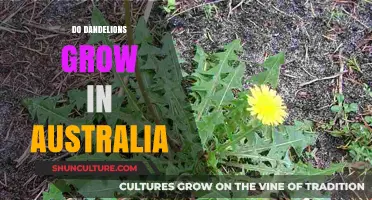 Dandelions in Australia: Where and How They Grow