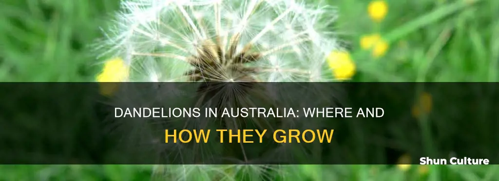 do dandelions grow in australia