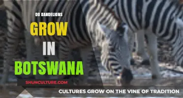 Exploring Botswana's Flora: Do Dandelions Thrive in Its Unique Climate?