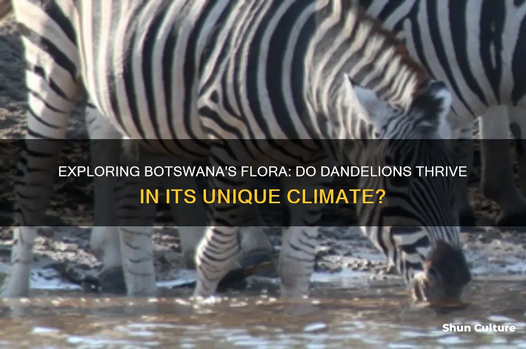 do dandelions grow in botswana