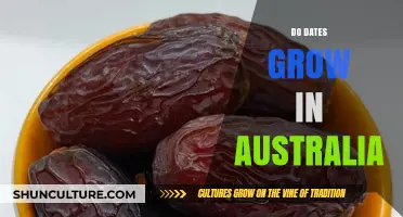 Dates in Australia: Can They Grow?