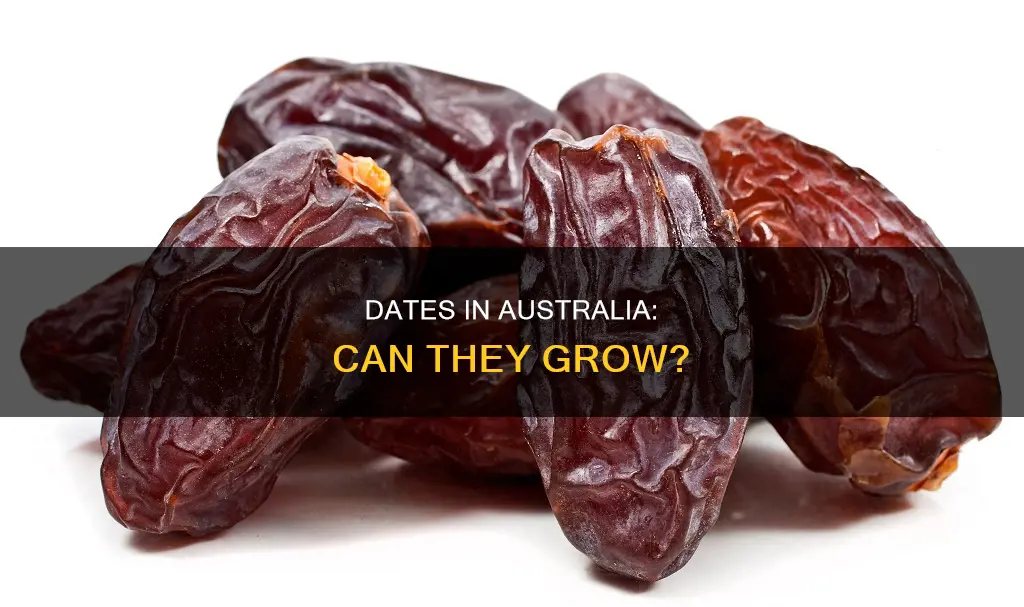 do dates grow in australia