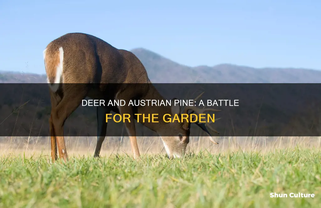 do deer eat austrian pine