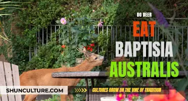 Deer-Resistant Gardening: Do Deer Eat Baptisia Australis?