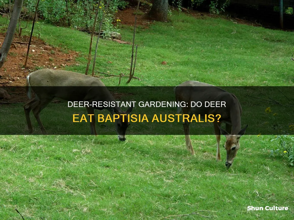 do deer eat baptisia australis