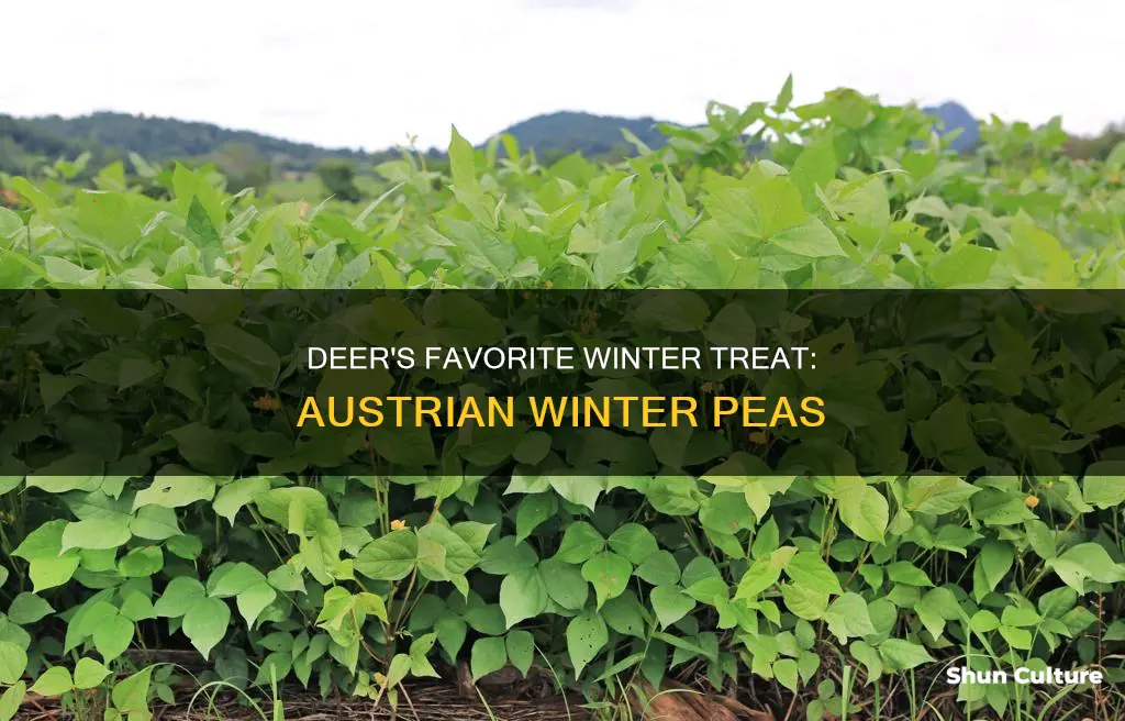 do deer like austrian winter peas