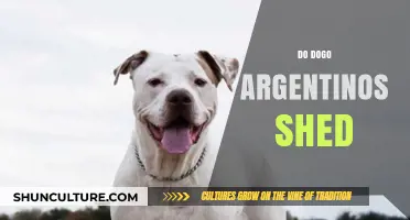 Do Dogo Argentinos Shed? A Comprehensive Guide for Dog Lovers