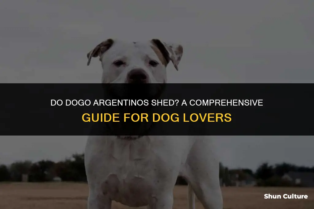do dogo argentinos shed