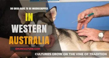Microchipping in Western Australia: Is It Mandatory for Dogs?