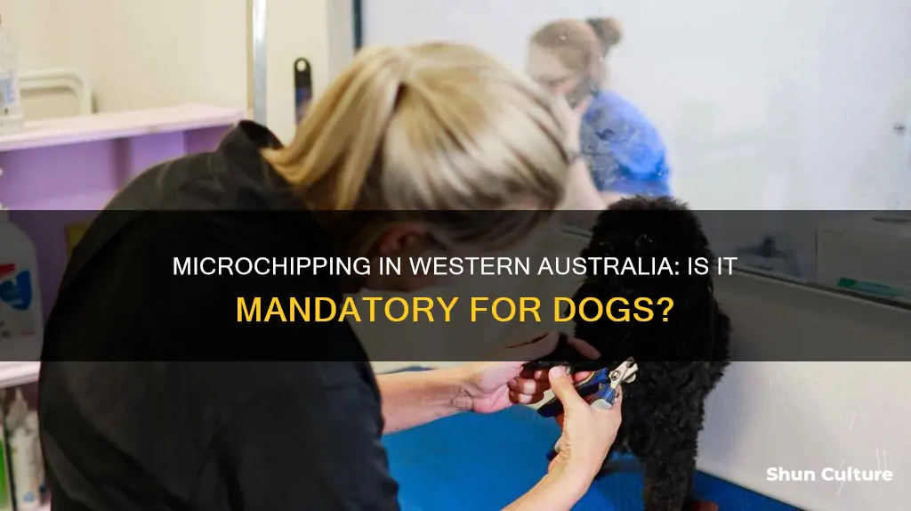 do dogs have to be microchipped in western australia