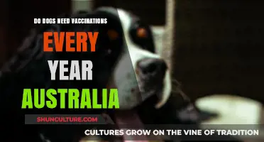 Annual Dog Vaccinations in Australia: Essential or Optional?