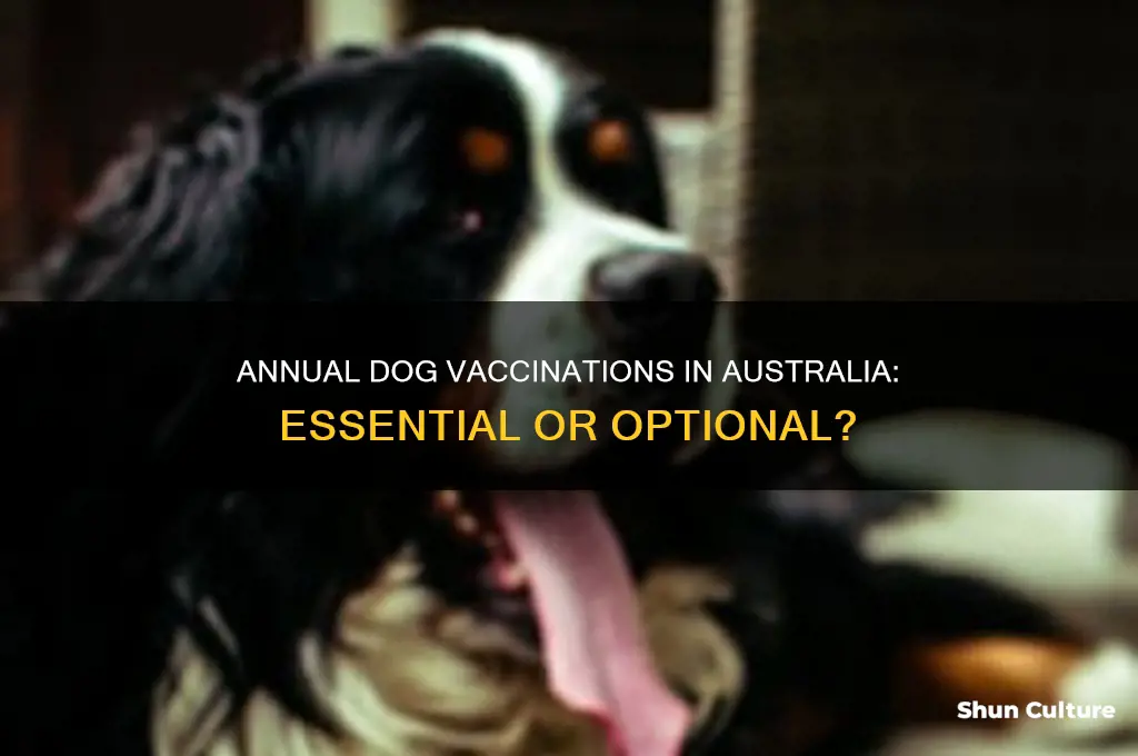 do dogs need vaccinations every year australia