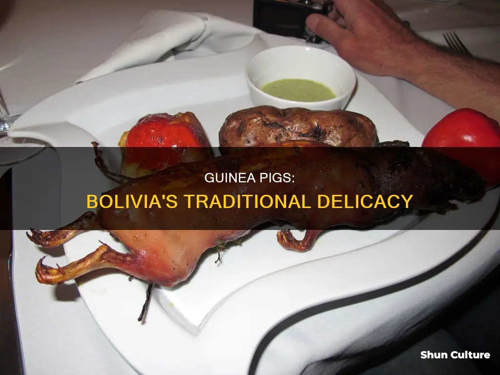 do eat guinea pigs in bolivia