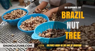 Do Elephants Eat Brazil Nut Trees? Exploring Their Diet and Habitat