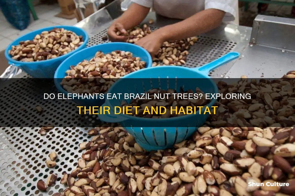 do elephants eat brazil nut tree