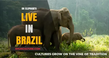 Do Elephants Roam Brazil? Unveiling the Truth About Their Habitat