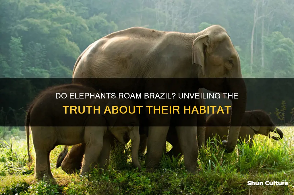 do elephants live in brazil