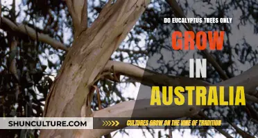 Eucalyptus Trees: Australia's Gift to the World?