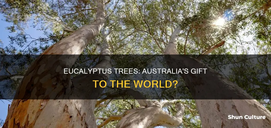 do eucalyptus trees only grow in australia
