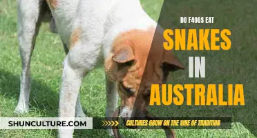 Do Australian Frogs Eat Snakes?