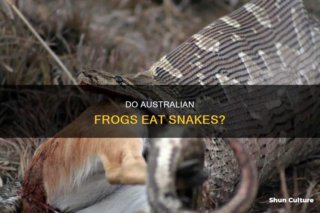 do f4ogs eat snakes in australia