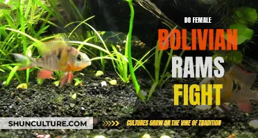 Bolivian Ram Gender Fight Club: Do Females Fight?