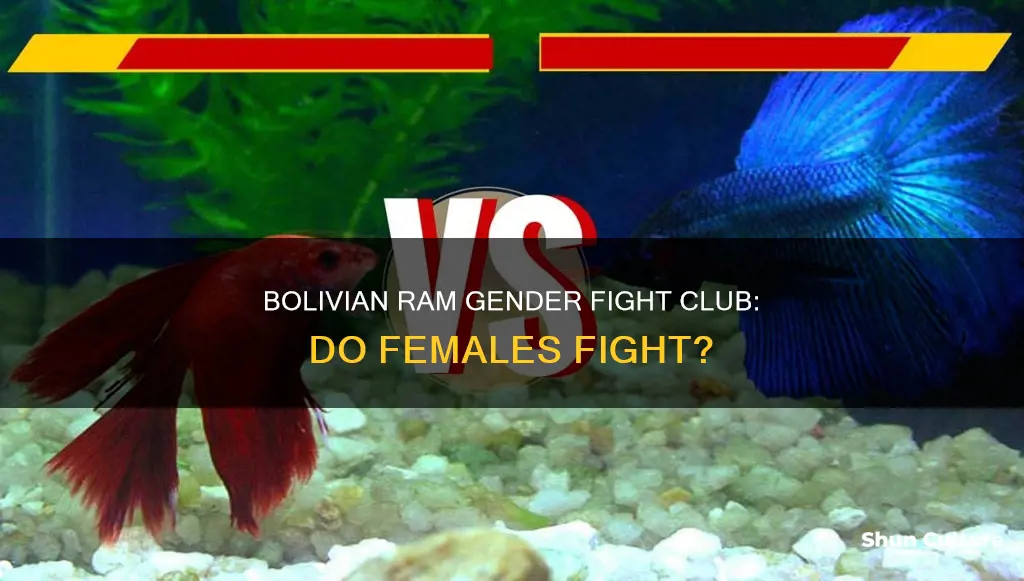 do female bolivian rams fight