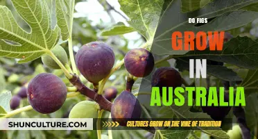 Figs in Australia: Can They Grow?